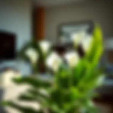 A serene arrangement of peace lilies in a modern living room