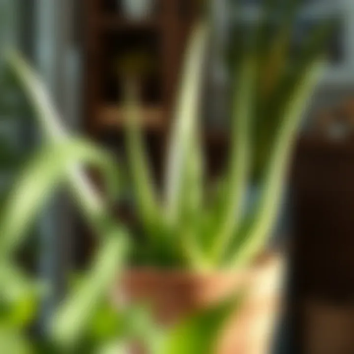 A striking aloe vera plant in a decorative pot