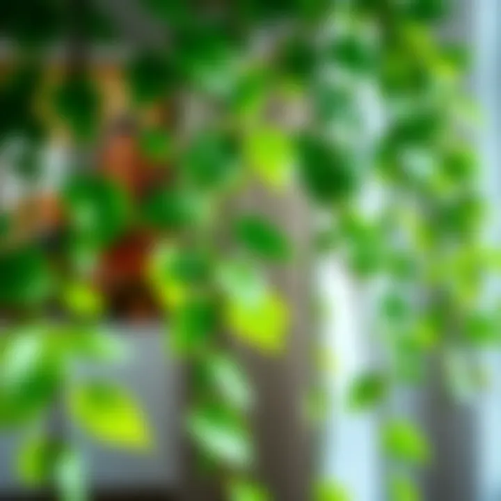A close-up of vibrant pothos vines cascading elegantly