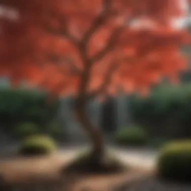 Essential Care Practices for Thriving Japanese Maples Healthy Japanese maple bush demonstrating proper care techniques