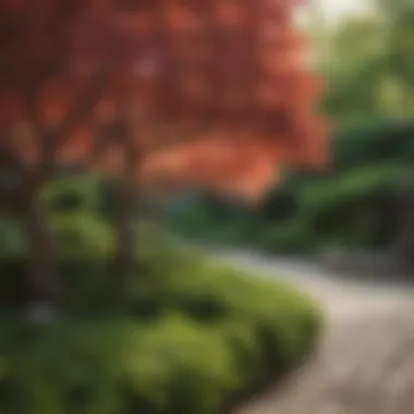 Integrating Japanese Maples into Garden Designs Japanese maple bush in a well-designed garden landscape