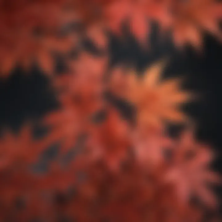 Close-up of Japanese maple leaves showcasing their intricate shapes