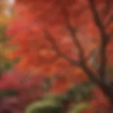 Vibrant display of Japanese maple foliage in various colors