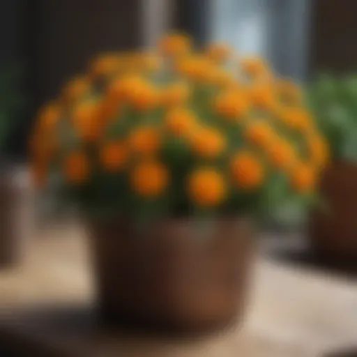 Close-up of vibrant marigold flowers in a pot