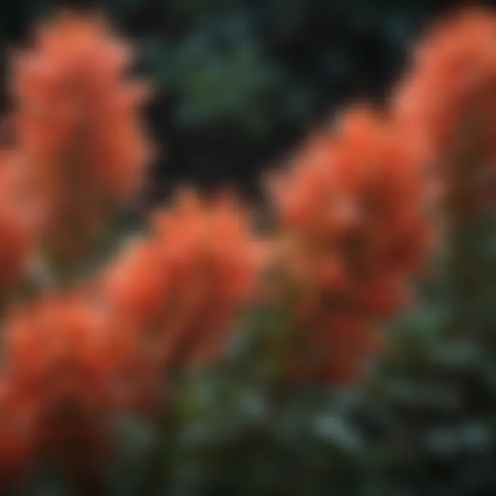 Close-up of Pieris Forest Flame flowers