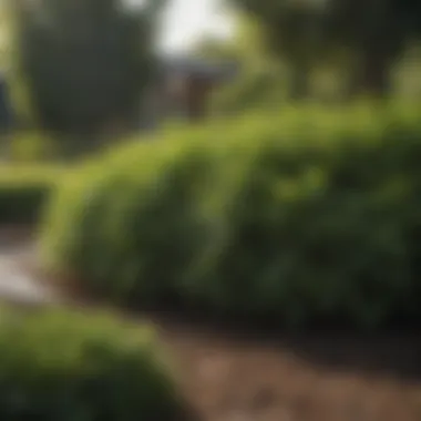 Variety of privacy bushes in a garden designed for wet soil