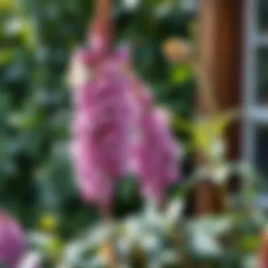 Botanical Features of Silver Fountain Butterfly Bush Botanical characteristics of Silver Fountain Butterfly Bush