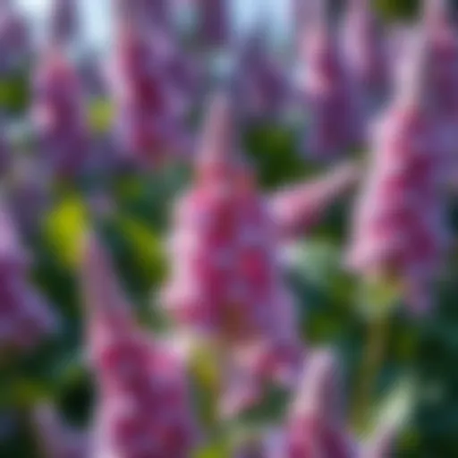 Close-up of Silver Fountain Butterfly Bush Flowers Close-up view of Silver Fountain Butterfly Bush flowers
