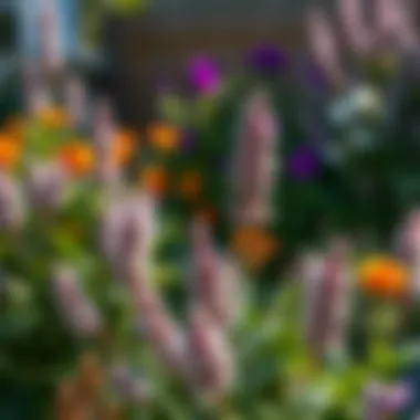 Silver Fountain Butterfly Bush in Garden Setting Silver Fountain Butterfly Bush in a garden setting