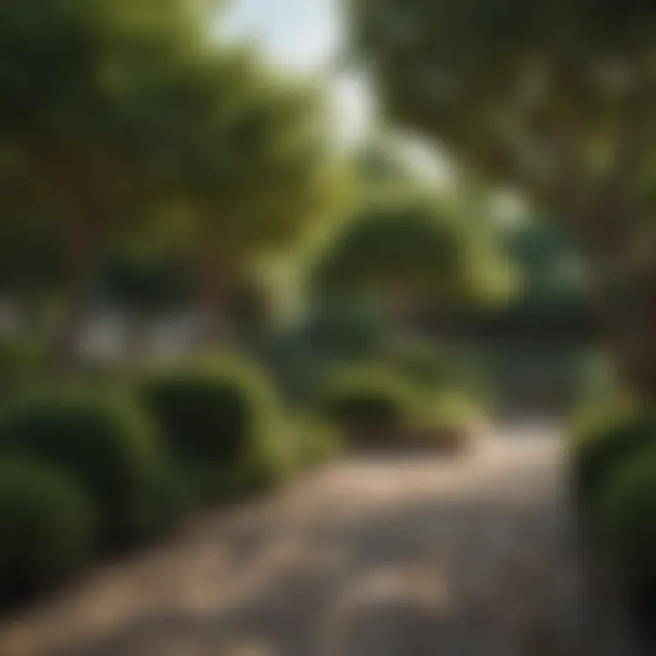 Diverse small trees used in a landscaped outdoor space