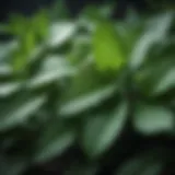 A close-up view of peppermint leaves showcasing their vibrant green color and texture.