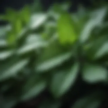 A close-up view of peppermint leaves showcasing their vibrant green color and texture.