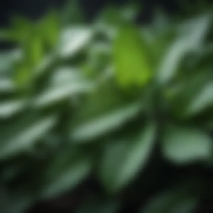 A close-up view of peppermint leaves showcasing their vibrant green color and texture.