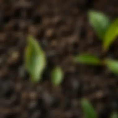 The Synergy of Tea Leaves and Soil Health Close-up of tea leaves on fertile soil