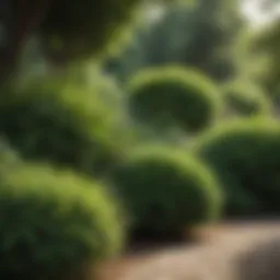 A lush garden featuring diverse green bushes