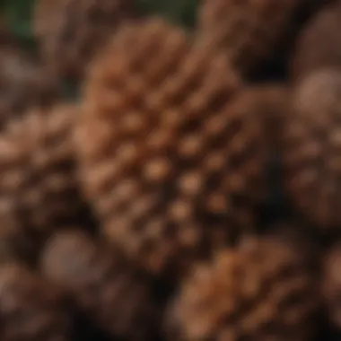 A close-up view of the seeds from an extra large pine cone, emphasizing their ecological role.