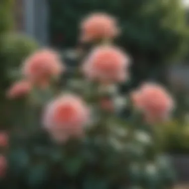 Roses: A Timeless Choice Close-up of blooming roses in a garden