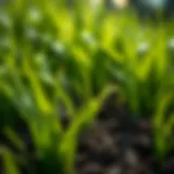 Vibrant green grass with healthy soil beneath