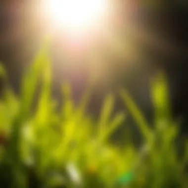Sunlight filtering through grass blades