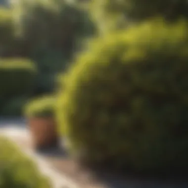 Gardener tending to heat tolerant shrubs under the sun