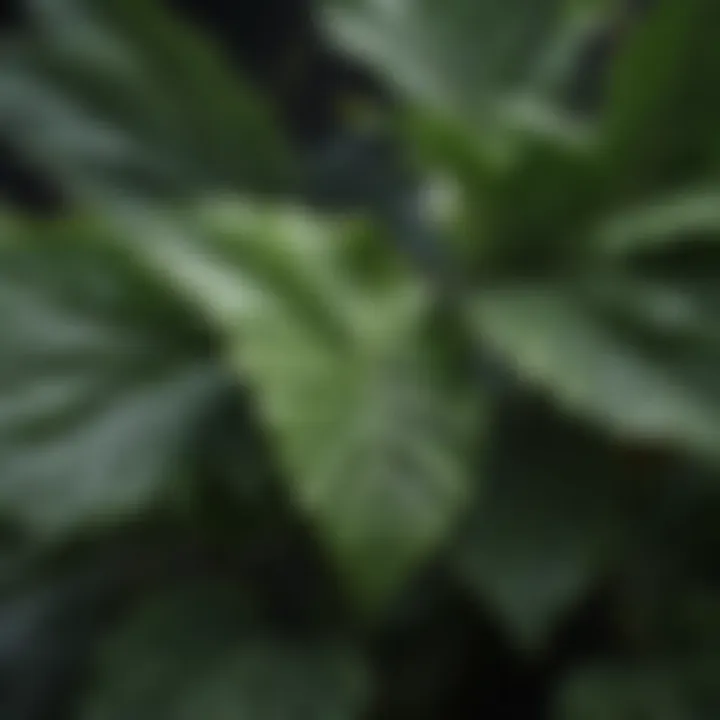 Close-up of a popular houseplant showcasing its unique leaf patterns