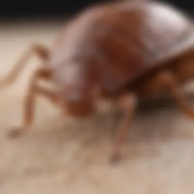 Identifying Bed Bugs on the Skin Close-up of bed bug on skin