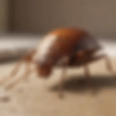 Effective Methods for Bed Bug Removal Illustration of effective bed bug removal methods