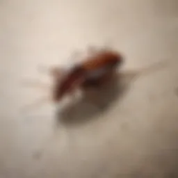 Close-up view of a cockroach on a kitchen countertop