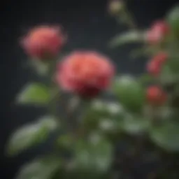 A close-up of a vibrant rose plant affected by aphids