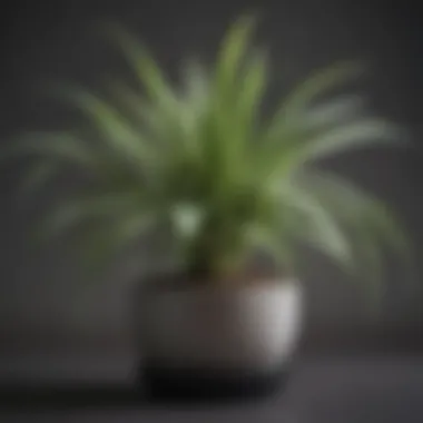 Close-up of a pet-friendly plant like spider plant