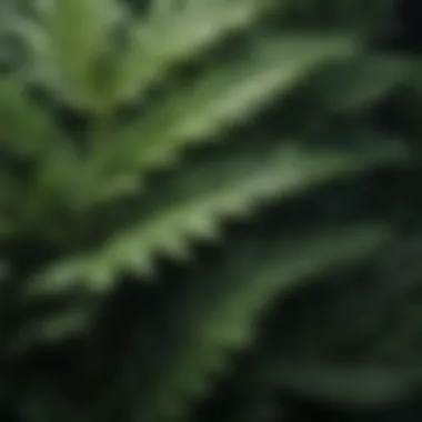 Close-up of a lush green plant with intricate leaf patterns against a minimalist background