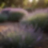 Lavender plants blooming in a serene garden setting