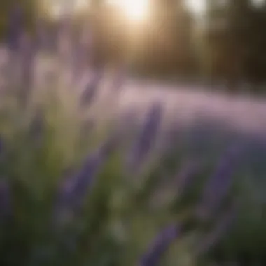 Close-up of lavender flowers attracting pollinators