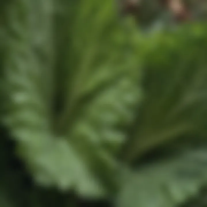 Close-up of lettuce leaves showing healthy growth and texture