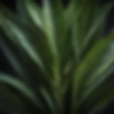 Detailed close-up of a snake plant showcasing its unique leaf patterns