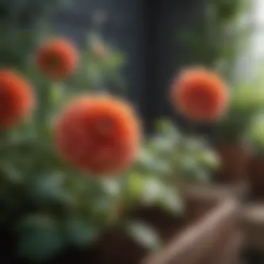 Healthy Dahlia Plants Healthy dahlia plants showcasing optimal soil conditions