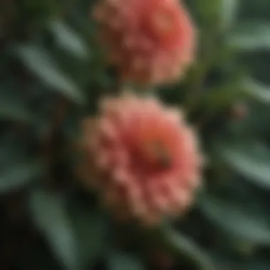 Pest Control on Dahlias Close-up of pests on dahlia leaves with control measures