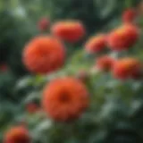 Vibrant dahlia flowers in a garden setting