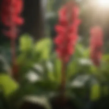 Sunlit garden showcasing rhubarb plants