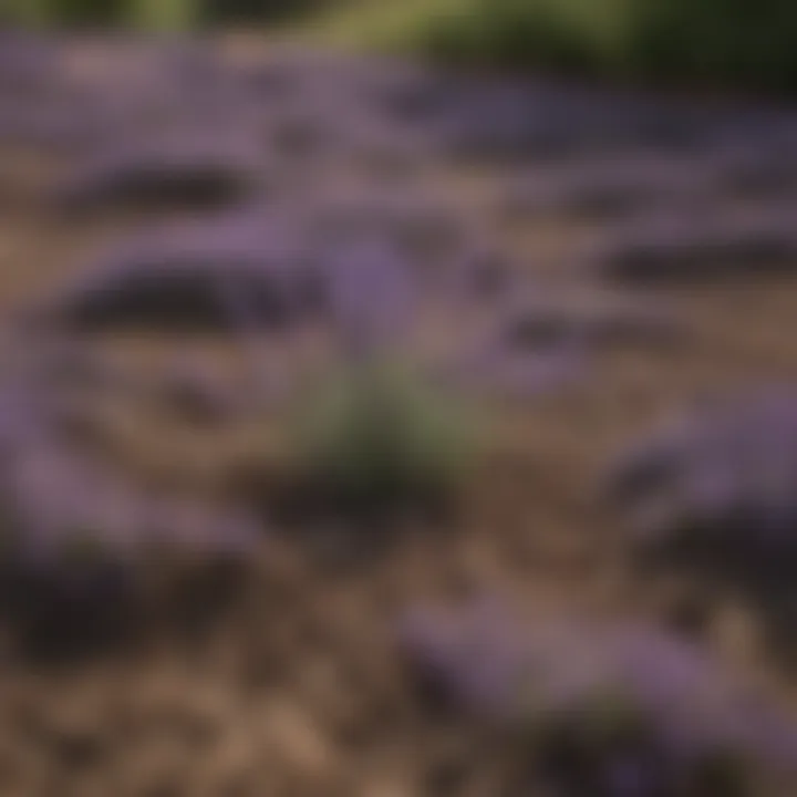 Close-up of lavender plants in well-drained soil