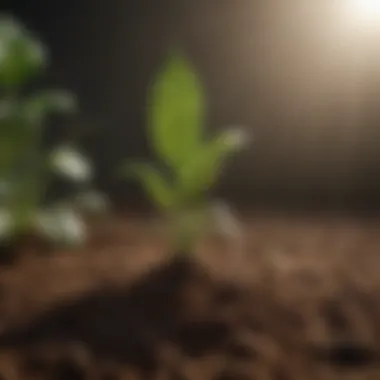 Importance of Soil Testing for Fertilization Soil testing kit with sample soil
