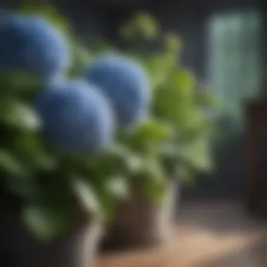 Companion plants that enhance hydrangea growth