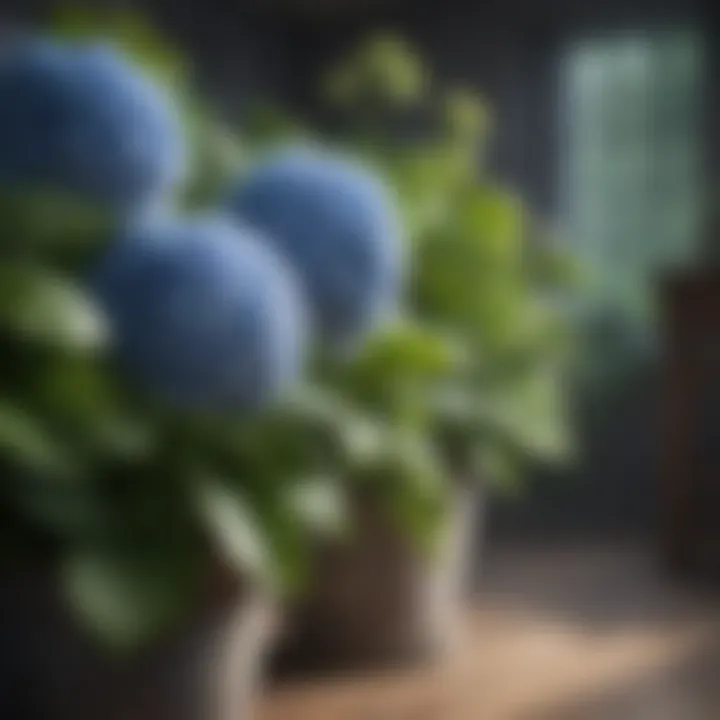 Companion plants that enhance hydrangea growth