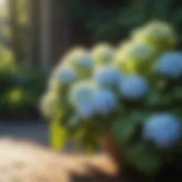 Sunlight requirements for hydrangeas in a garden setting