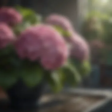 Watering techniques for hydrangeas during different seasons