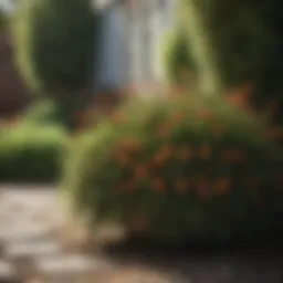 Diverse small shrubs in a well-designed garden setting