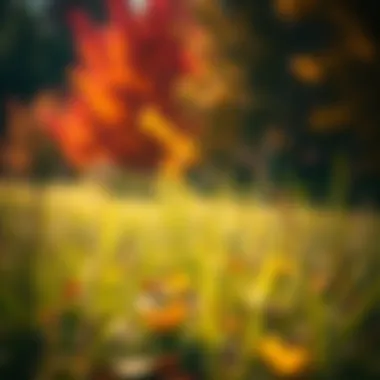 Autumn Landscape for Grass Planting Seasonal landscape depicting autumn colors