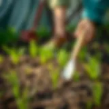 Preparing Soil for Grass Planting Freshly prepared soil ready for grass planting