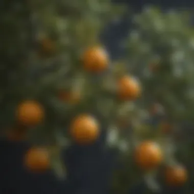 Close-up of orange tree branches post-pruning