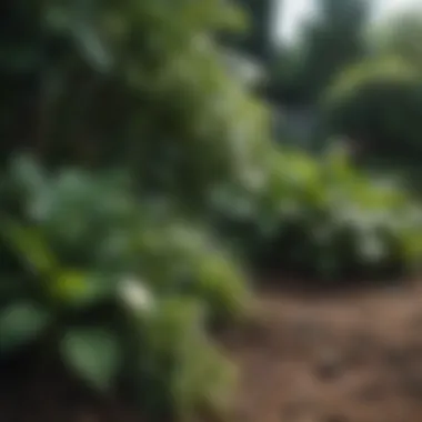 A close-up of lush plants thriving in a garden